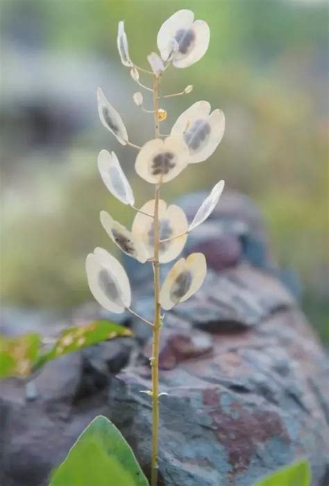 銀扇草|銀扇草 (護理, 特徵, 花, 圖片)